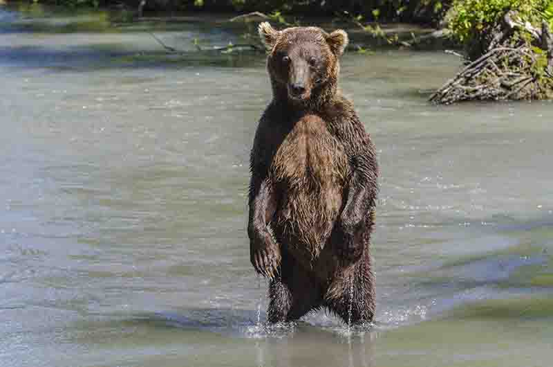 Oso Pardo - Kamchatka - Rusia 20.jpg